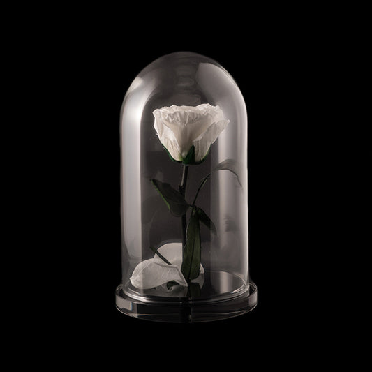 Rosa incantata bianca con campana in plex