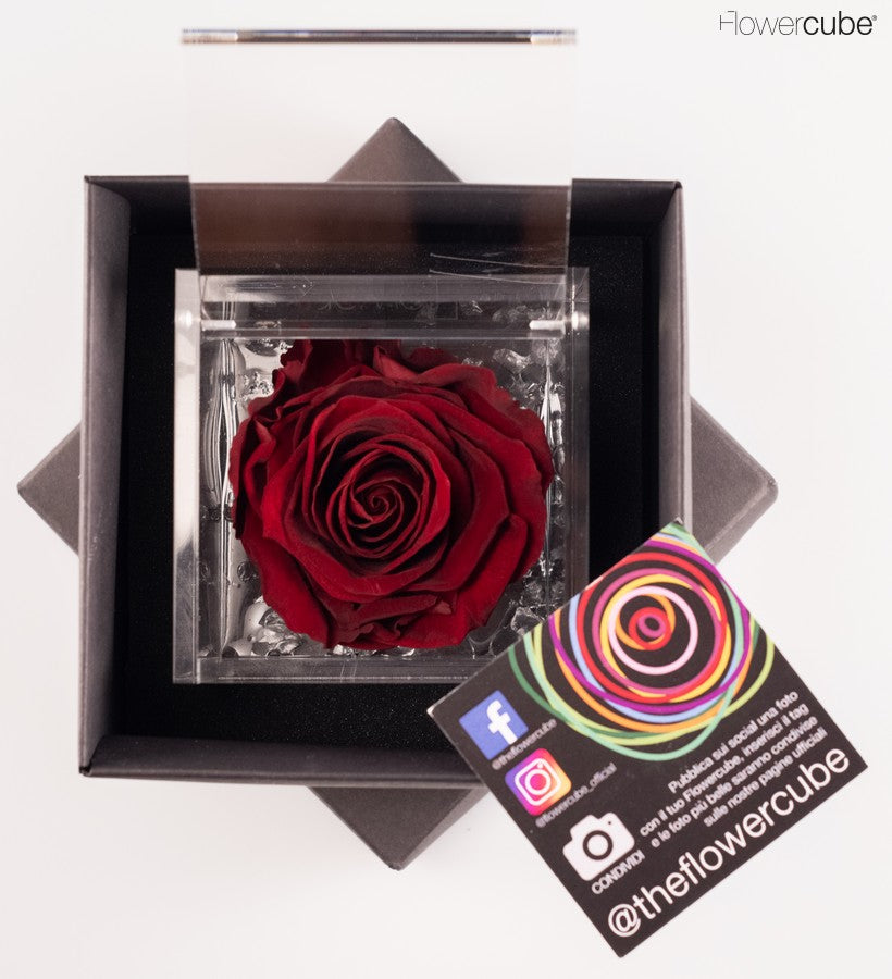 Flowercube rosa bordeaux con cubo plex 8 x 8