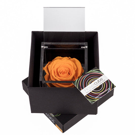 Flowercube rosa arancio con cubo plex 6 x 6