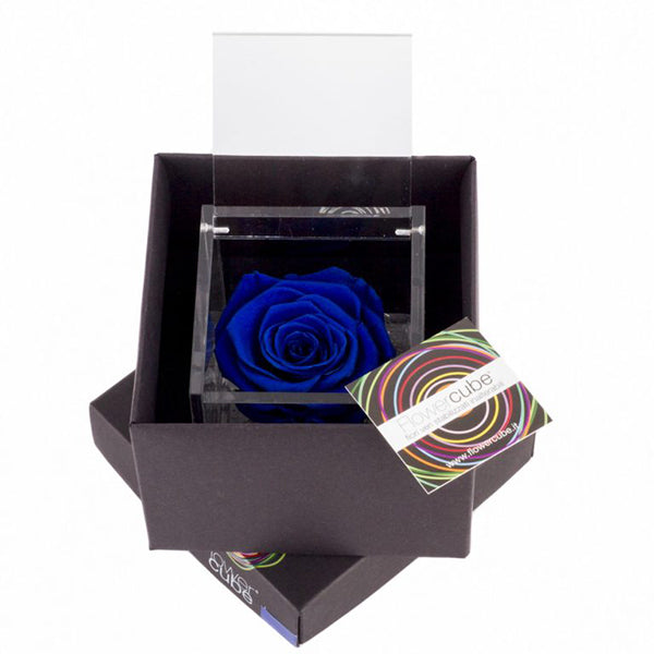 Flowercube rosa blu con cubo plex 6 x 6