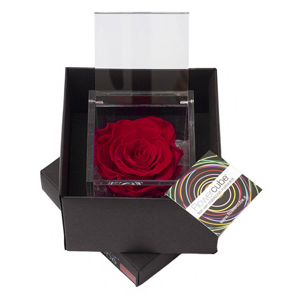 Flowercube rosa bordeaux con cubo plex 6 x 6