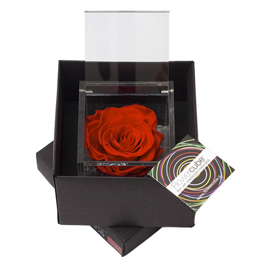 Flowercube rosa rossa con cubo plex 8 x 8