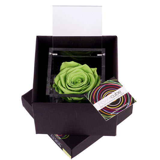 Flowercube rosa verde con cubo plex 6 x 6