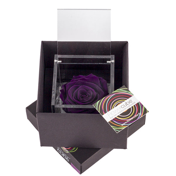 Flowercube rosa viola con cubo plex 6 x 6