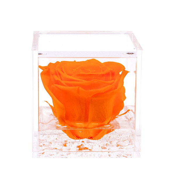 Flowercube rosa arancio con cubo plex 6 x 6