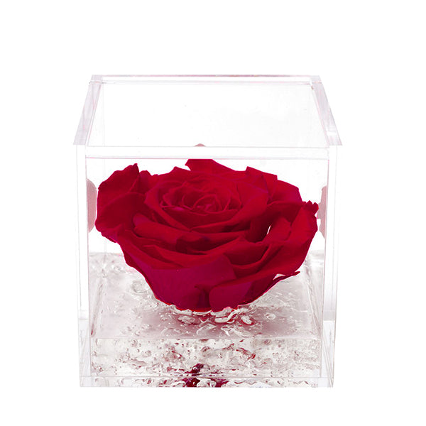 Flowercube rosa bordeaux con cubo plex 6 x 6