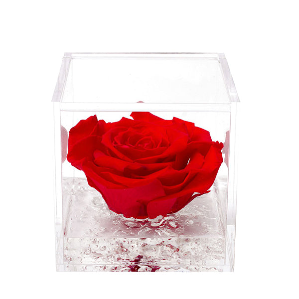 Flowercube rosa rossa con cubo plex 8 x 8