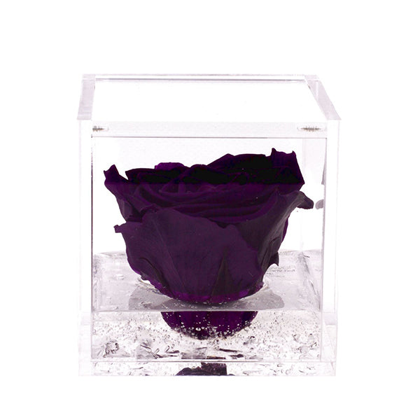 Flowercube rosa viola con cubo plex 6 x 6